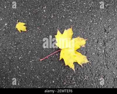 Foglia di acero giallo autunno giace su asfalto bagnato, vista dall'alto, primo piano. Foglie giallastate cadenti di un albero su sfondo grigio. Concetto autunnale Foto Stock