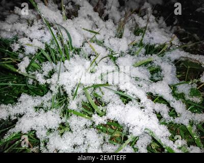 Erba verde coperta di neve bianca, primo primo primo piano della neve. Notte oscura inverno freddo natura Foto Stock