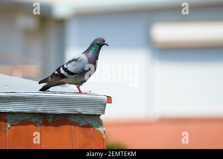 Piccione di Feral (Columba livia domestica) appollaiato su un tetto. Barcellona. Catalogna. Spagna. Foto Stock