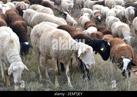 Pecora bianca con pascoli di cowbell, circondata dal gregge. Zona montana di Calahorra, la Rioja. Foto Stock