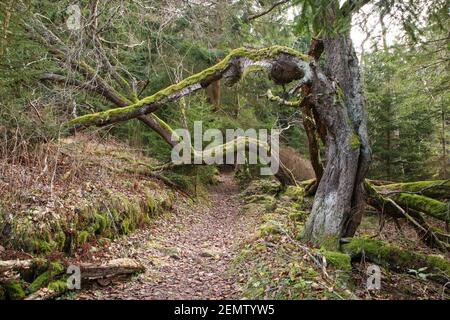 Il sentiero che conduce sotto i rami piegati dei vecchi alberi ricoperti di muschio. Foto Stock