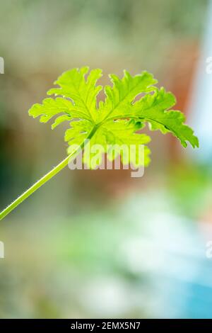 Foglia di geranio di rosa - graveolens di Pelargonio Foto Stock