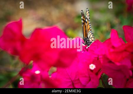Farfalla Monarch (Danaus plexippus) in primo piano su una bouganvillea rosa e rossa Foto Stock