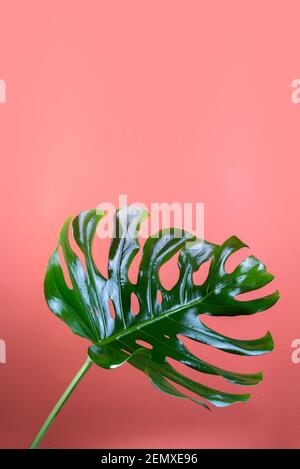 Grande foglia fresca di Monstera, formaggio svizzero pianta tropicale contro sfondo corallo. Foto Stock