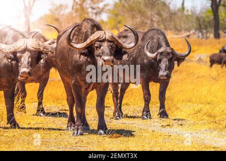 Mandria di bufali africani Foto Stock