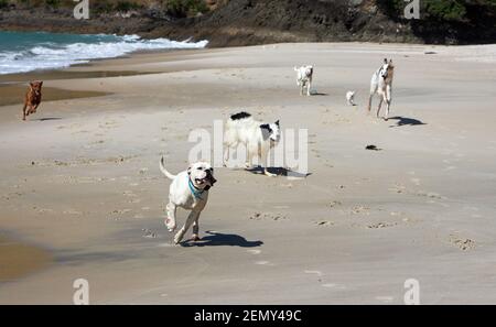 Cani che giocano sulla spiaggia di Otama nel Coromandel in New Isola del Nord della Zelanda Foto Stock