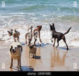 Cani che giocano sulla spiaggia di Otama nel Coromandel in New Isola del Nord della Zelanda Foto Stock