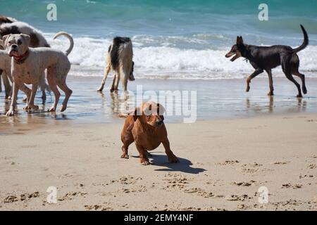 Cani che giocano sulla spiaggia di Otama nel Coromandel in New Isola del Nord della Zelanda Foto Stock