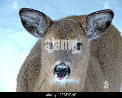 Cervi giovani nella foresta invernale. Wild Canada. Animali della Nuova Scozia. Foto Stock