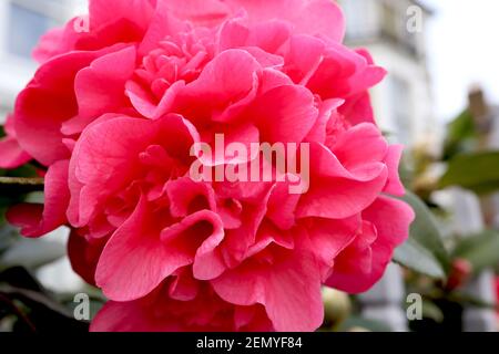 Camellia x williamsii ‘anticipazione’ anticipazione camellia – Grande peonia forma rosa profonda doppio fiore, febbraio, Inghilterra, Regno Unito Foto Stock