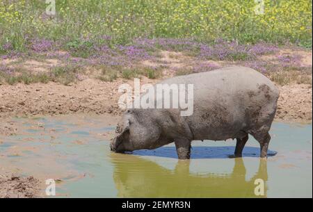 Razza glabre di nero suino iberico. Estremadura, Spagna. Godendo di fango Foto Stock