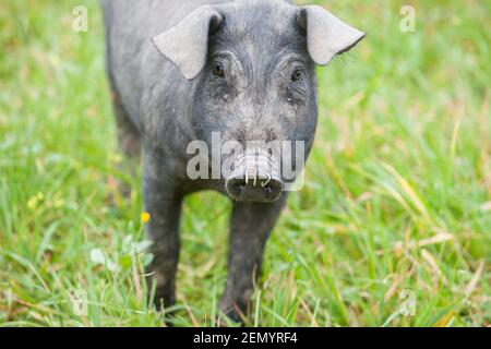 Piglet iberico nero che corre libero attraverso l'erba alta. Provincia di Badajoz, Estremadura, Spagna Foto Stock