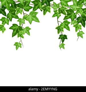 Sfondo vettoriale con edera appesa verde (hedera Helix). Illustrazione Vettoriale