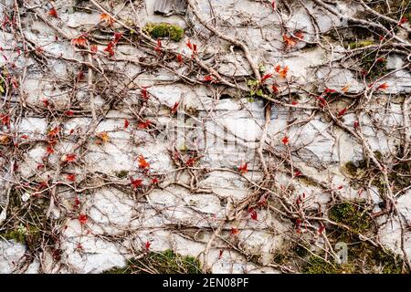 Primo piano di rami di uva di girish su una parete grigia intrecciata l'una con l'altra. Foto Stock