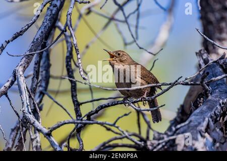 Casa Wren, Troglodytes aedon, cantando nelle montagne di Huachuca, Coronado National Forest, Arizona, Stati Uniti Foto Stock