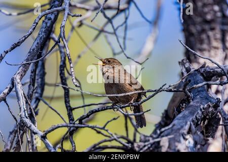 Casa Wren, Troglodytes aedon, cantando nelle montagne di Huachuca, Coronado National Forest, Arizona, Stati Uniti Foto Stock