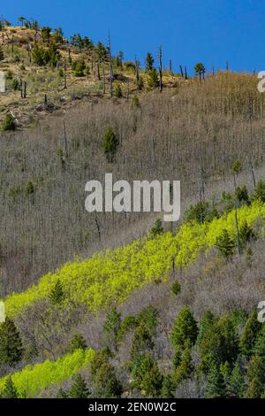 Quaking Aspens, Topulus tremuloides, che si allontana nel verde primaverile nelle montagne di Huachuca, Coronado National Forest, Arizona, USA Foto Stock