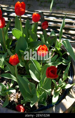 Tulipani rossi che crescono in piantatrice all'aperto. Foto Stock