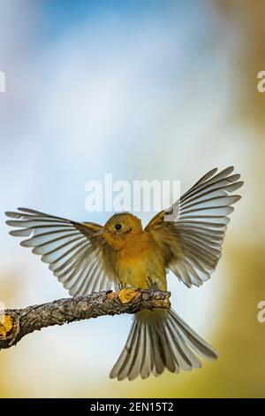 Tuffed Flycatcher, Mitrephanes phaeocercus, un raro visitatore messicano vicino Reef Townsite Campground nelle montagne di Huachuca, Coronado National Forest, Foto Stock