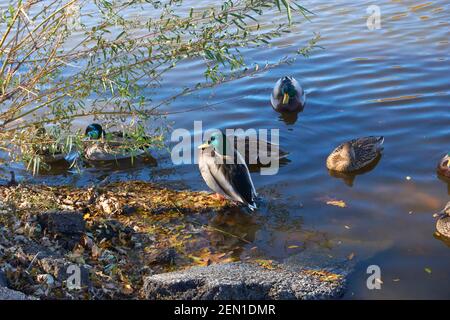 Le anatre di Mallard nuotano nello stagno del Parco Kosciuszko Milwaukee Wisconsin. Foto Stock