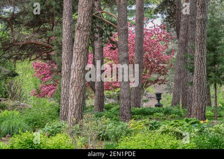 Ombra giardino sotto i pini torreggianti con un granchio rosa e. urna sullo sfondo Foto Stock