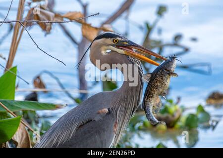 Il grande colpo di testa di Blue Heron in primo piano superiore e inferiore del becco ha pugnalato una testa dei pesci catfishes. Foto scattata nel 2021 al Circle b bar Reserve a Lakeland, Florida, Stati Uniti Foto Stock