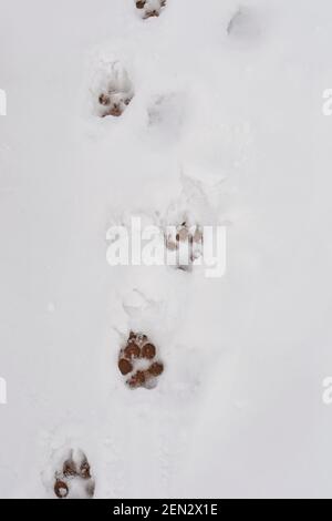 Impronte nella neve lasciata da un cane a Santa Fe, New Mexico. Foto Stock