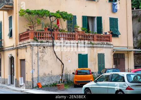 Un albero alto e skinny cresce da un parcheggio in cemento accanto ad un appartamento nel centro storico di Ventimiglia, in Italia, sulla Riviera Italiana. Foto Stock