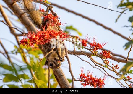 Primo piano Squirrel stava mangiando un fiore rosso mentre perching Su una filiale Foto Stock