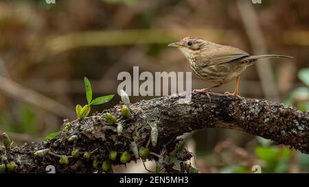 Babbler puff-throated che perching su un tronco dell'albero che guarda in a. distanza Foto Stock