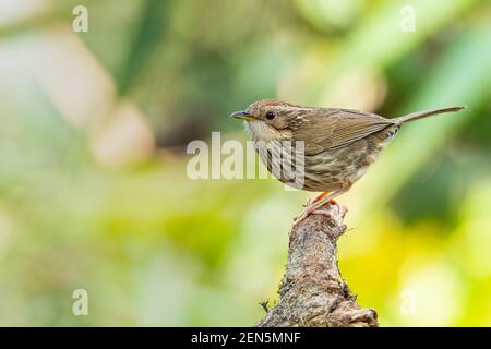 Babbler puff-throped che perching su un persico che osserva in una distanza Foto Stock