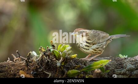 Babbler puff-throated che perching su un tronco dell'albero che guarda in a. distanza Foto Stock