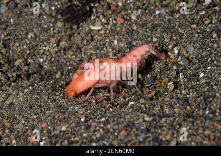 Gamberi con tubo di alghe, Alpheus frontalis, sulla sabbia, sito di immersione Bulakan Slope, Seraya, Karangasem, Bali, Indonesia, Oceano Indiano Foto Stock