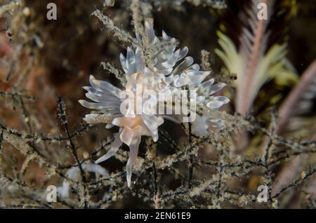 Aeolid nudiranch, Baeolidia salaamica, Bulakan Slope Dive Site, Seraya, Karangasem, Bali, Indonesia, Oceano Indiano Foto Stock