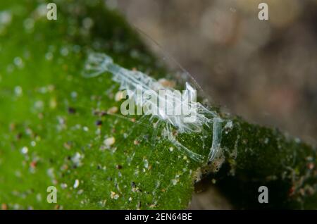 X-ray Ghost Shrimp, Dactylonia sp, Bulakan Slope Dive Site, Seraya, Karangasem, Bali, Indonesia, Oceano Indiano Foto Stock