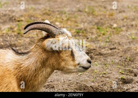 capra con corna su un closeup di fattoria. Foto Stock