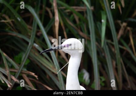 Garzetta (Egretta garzetta) testa e collo di un piccolo egretto con verde naturale foglie sullo sfondo Foto Stock