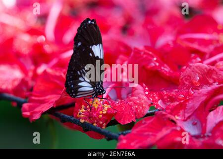 Magpie Crow (Euploea radamanthus) Una farfalla Magpie Crow che si nutra di fiori di Hibiscus rosso brillante Foto Stock