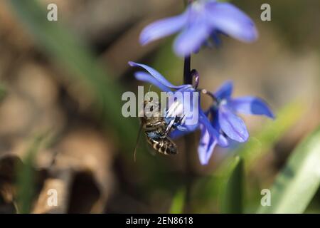 Un'ape raccoglie il nettare da una primrosa blu brillante. Le gambe dell'insetto sono coperte di polline. Primo piano di un fiore su sfondo sfocato. Foto Stock