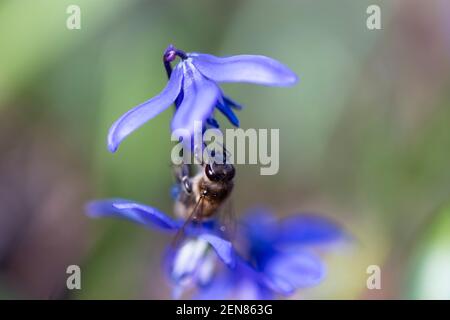 Un'ape raccoglie il nettare da una primrosa blu brillante. Le gambe dell'insetto sono coperte di polline. Primo piano di un fiore su sfondo sfocato. Foto Stock