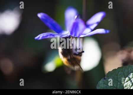 Un'ape raccoglie il nettare da una primrosa blu brillante. Le gambe dell'insetto sono coperte di polline. Primo piano di un fiore su sfondo sfocato. Foto Stock