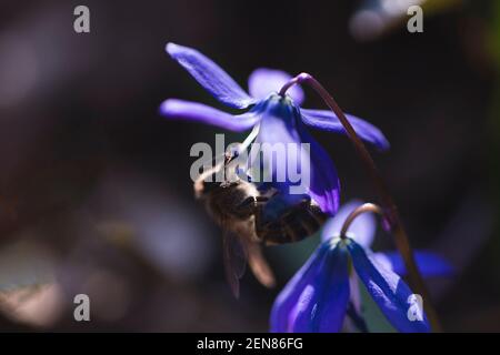 Un'ape raccoglie il nettare da una primrosa blu brillante. Le gambe dell'insetto sono coperte di polline. Primo piano di un fiore su sfondo sfocato. Foto Stock