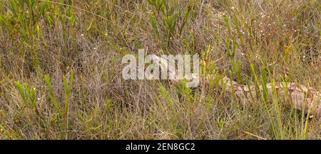 Boa costrictor strisciando attraverso il gras vicino a Itacambira a Minas Gerais, Brasile Foto Stock