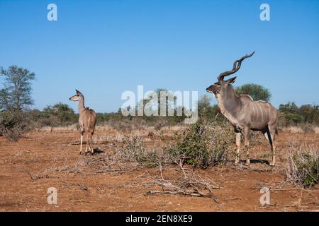 Greater Kudu (Tragelaphus strepsiceros) coppia di coppie maschile e femminile cercando allerta nel bushveld nel Parco Nazionale Kruger, Sudafrica Foto Stock