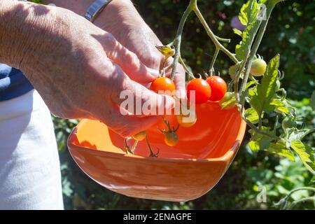Donna che raccoglie i pomodori in un orto Foto Stock