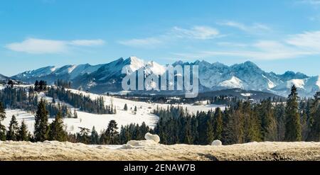 Panorama dei monti Tatra , parte orientale, in inverno, visto da una strada a Bukowina Tatrzanska in Polonia Foto Stock