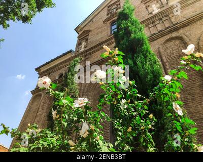 Fiori bianchi in fiore beutiful nel tasso della chiesa Foto Stock