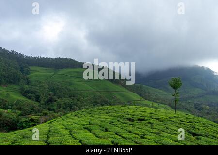 Bella vista delle colline di Munnar in una giornata nebbiosa situato nel distretto di Idukki dello stato indiano sud-occidentale del Kerala, india Foto Stock