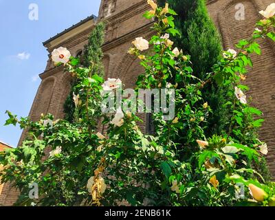 Fiori bianchi in fiore beutiful nel tasso della chiesa Foto Stock