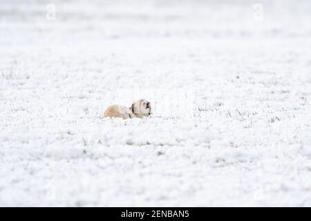 Un agnello bianco appena nato si trova nel prato, coperto di neve. Inverno in fattoria. Foto Stock